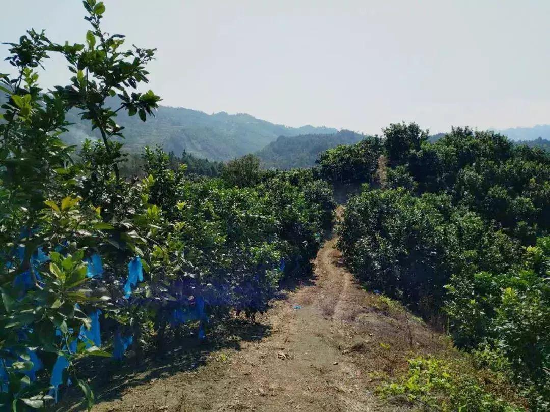 最新种植探索，自然美景的愉快旅行之旅