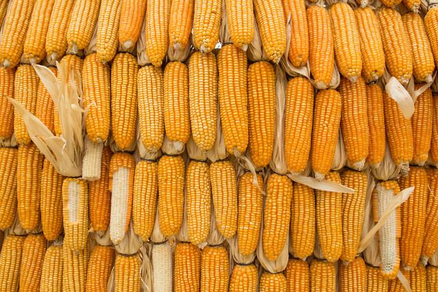 山东玉米价格走势及分析最新动态