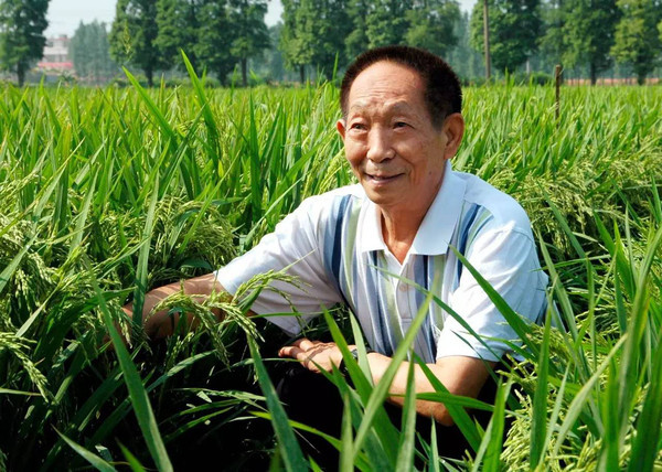 袁隆平最新动态，伟大科学家的贡献与深远影响