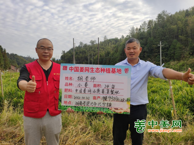 今日大姜价格动态，变化中的学习带来自信与成就感