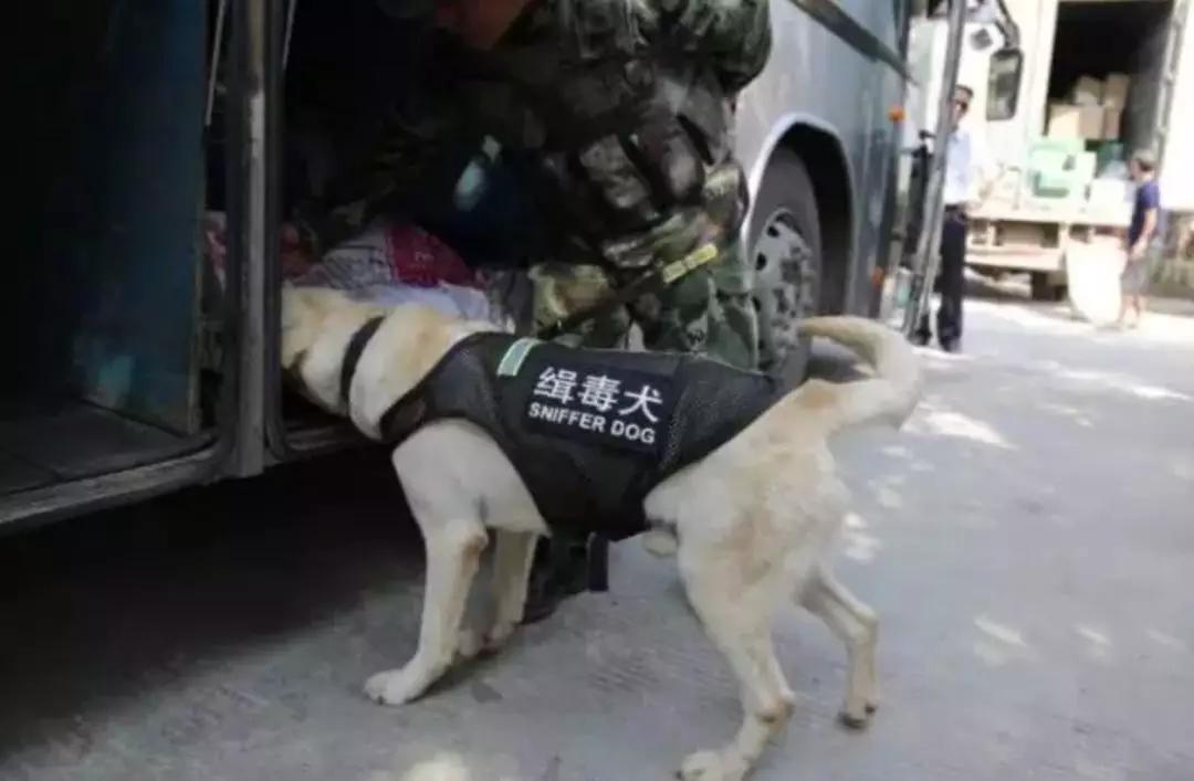 最新缉毒行动背后的轻松自然探索之旅