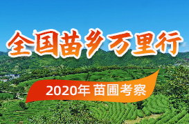 求购苗木最新消息综述，市场动态与观点论述