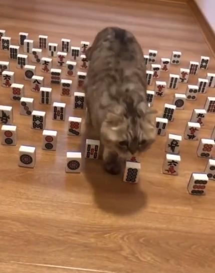 猫咪视频最新破解版，小巷轻舞探秘猫咪世界