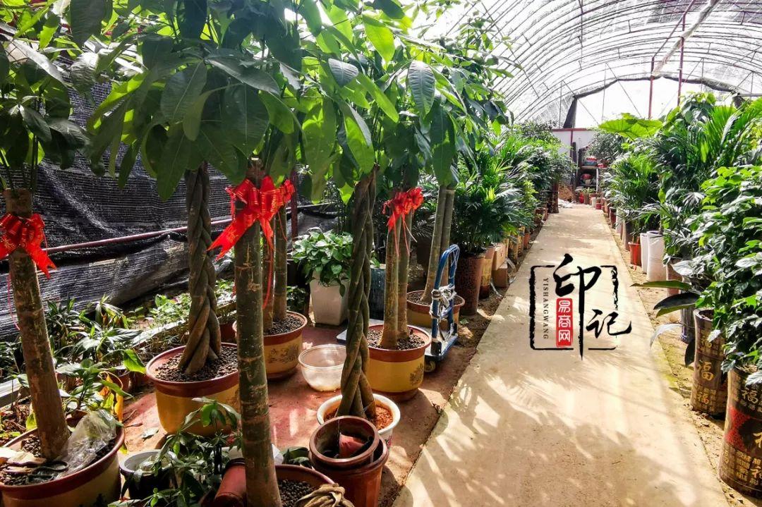 商丘疫情最新消息与大自然中的微笑与平静之旅