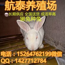 獭兔价格最新行情概览与指南