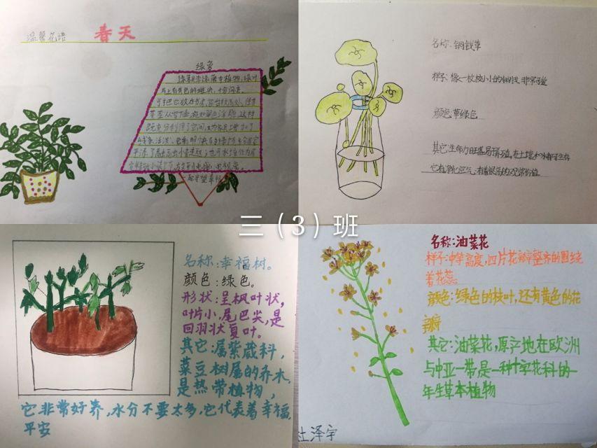 科技与自然完美融合，最新版植物高科技产品详解