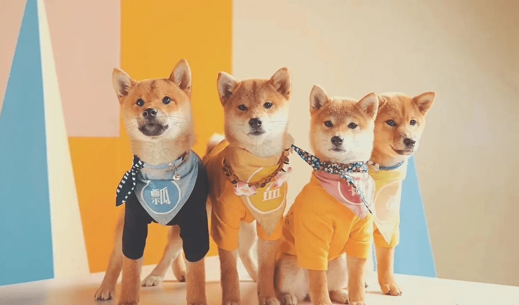 揭秘人与犬的深层交流，三官六院狗语者最新解读